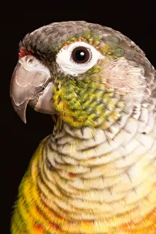 Captive Prints: Green-cheeked conure (Pyrrhura molinae)