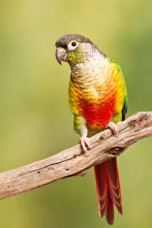 Best Sellers Part II Prints: Green-cheeked Conure South American Parrot