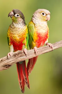 Trending: Green-cheeked and Pineapple Conure Parrots on a Branch