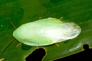 Bugs Prints: Green Cockroach