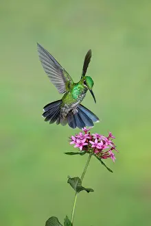 Birds Prints: Green-crowned Brilliant