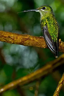 Animals Prints: Green-crowned Brilliant hummingbird