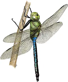 Dragonfly Prints: Green Darner Dragonfly