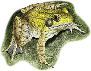 Ranidae Prints: Green Frog