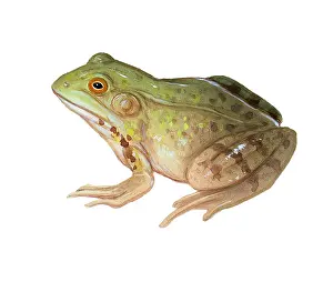 Vertebrata Prints: Green Frog