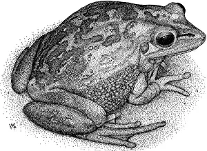 Horizontal Prints: Green Golden Bell Frog