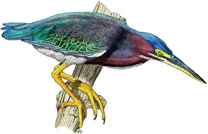 Wading Prints: Green Heron