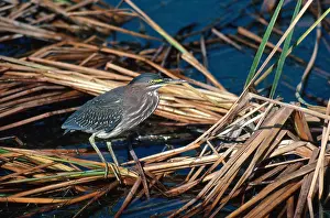Wading Prints: Green Heron