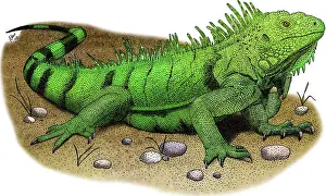 Iguanas Prints: Green iguana
