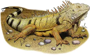 Central Prints: Green Iguana