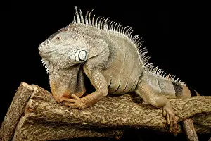 Lizard Prints: Green Iguana