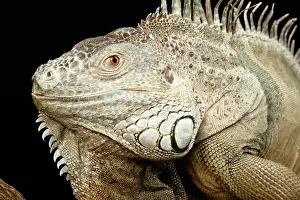 Central Prints: Green Iguana Portrait