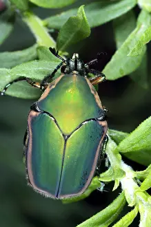 Beetle Prints: Green June Beetle