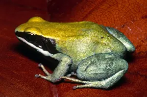 2007 Prints: Green Mantella