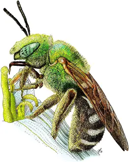Bees Prints: Green Metallic Bee