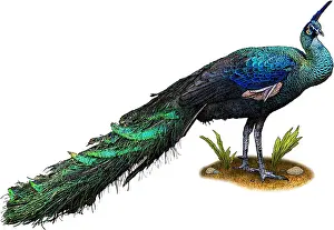 Flightless Prints: Green Peacock