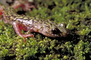 Salamanders Prints: Green Salamander