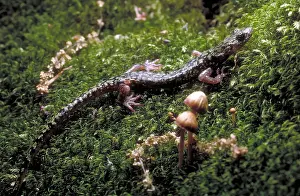 Salamanders Prints: Green Salamander
