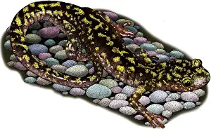 Aneides Prints: Green Salamander