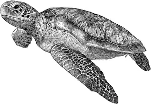 Turtle Prints: Green Sea Turtle