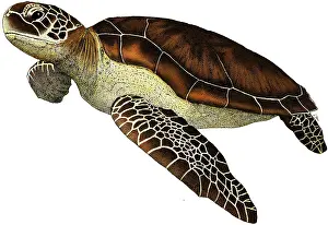 Turtle Prints: Green Sea Turtle