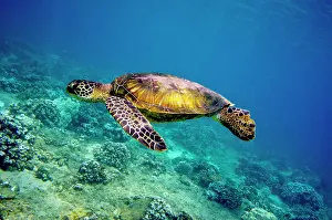 Populations Prints: Green Sea Turtle (Chelonia mydas)