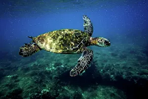 Green Sea Turtle (Chelonia mydas)