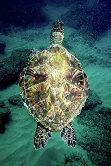Green Sea Turtle (Chelonia mydas)