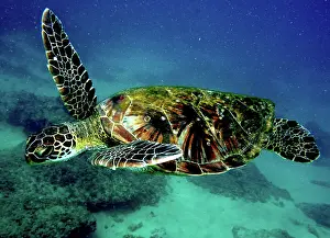 Green Sea Turtle (Chelonia mydas)