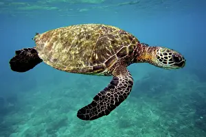 Turtle Prints: Green Sea Turtle (Chelonia mydas)