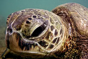 Green Sea Turtle (Chelonia mydas)