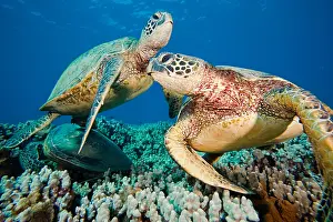 Fauna Prints: Green Sea Turtles
