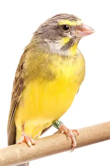 Yellow Prints: Green Singing Finch (Crithagra mozambicus)