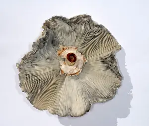 Nature Prints: Green-Spored Parasol Mushroom