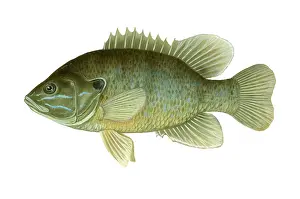 March Prints: Green Sunfish