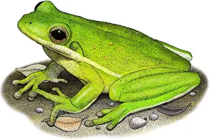 Cinerea Prints: Green Tree Frog