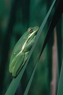 Resting Prints: Green Tree Frog