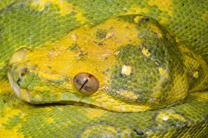 Hunter Prints: Green Tree Python