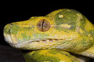 Hunter Prints: Green Tree Python