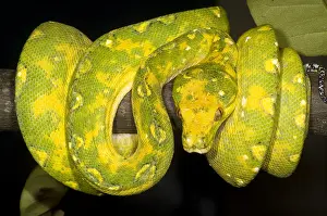 Hunter Prints: Green Tree Python
