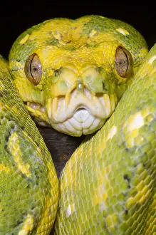 Hunter Prints: Green Tree Python