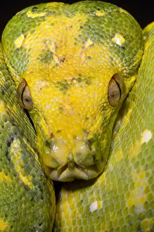 Hunter Prints: Green Tree Python