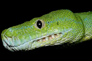 Viridis Prints: Green Tree Python (Morelia viridis)