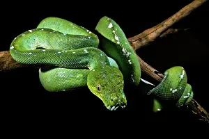 Viridis Prints: Green Tree Python (Morelia viridis)