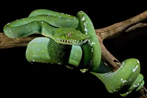 Viridis Prints: Green Tree Python (Morelia viridis)