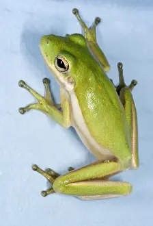 May Prints: Green treefrog, Hyla cinerea