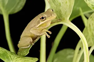 Green Treefrog (Hyla cinerea)
