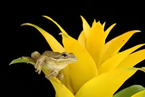 2017 Prints: Green Treefrog (Hyla cinerea)
