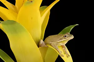 2017 Prints: Green Treefrog (Hyla cinerea)
