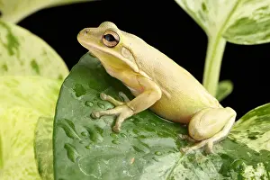 2017 Prints: Green Treefrog (Hyla cinerea)